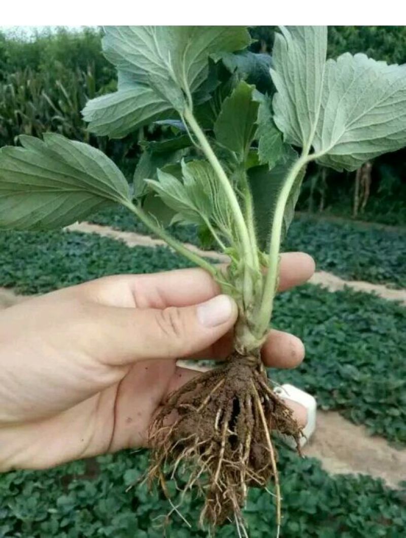 草莓苗10~20cm