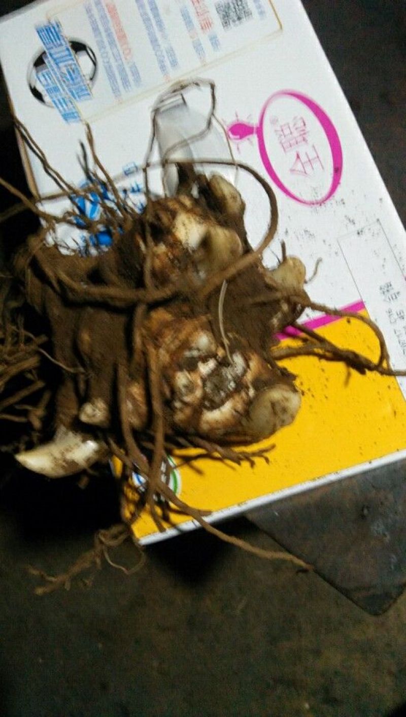 云南重楼鲜货统个