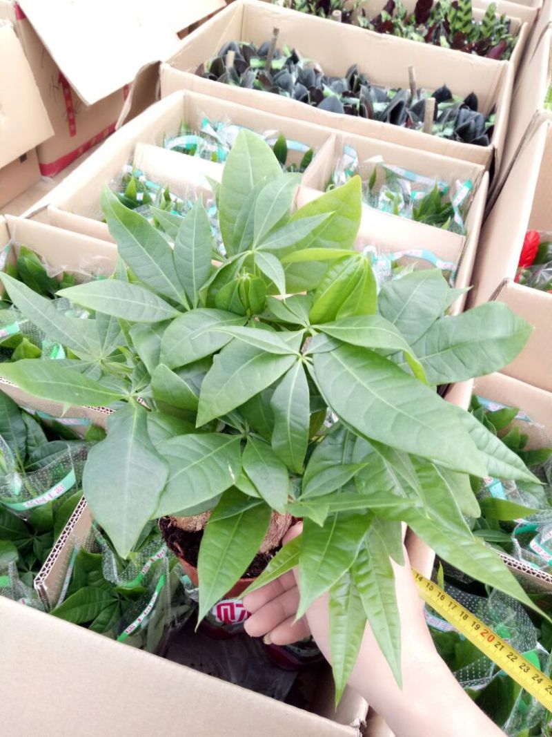 红掌3-5个花高35-40左右