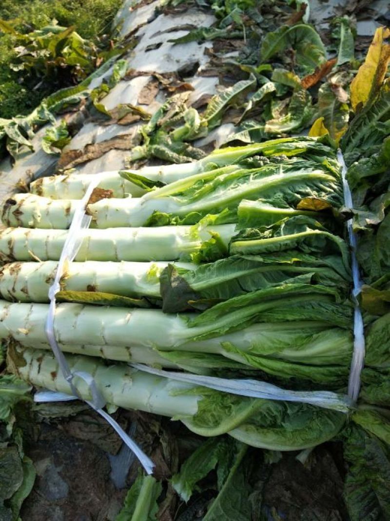 紫叶莴苣50-60cm品质佳卖相好