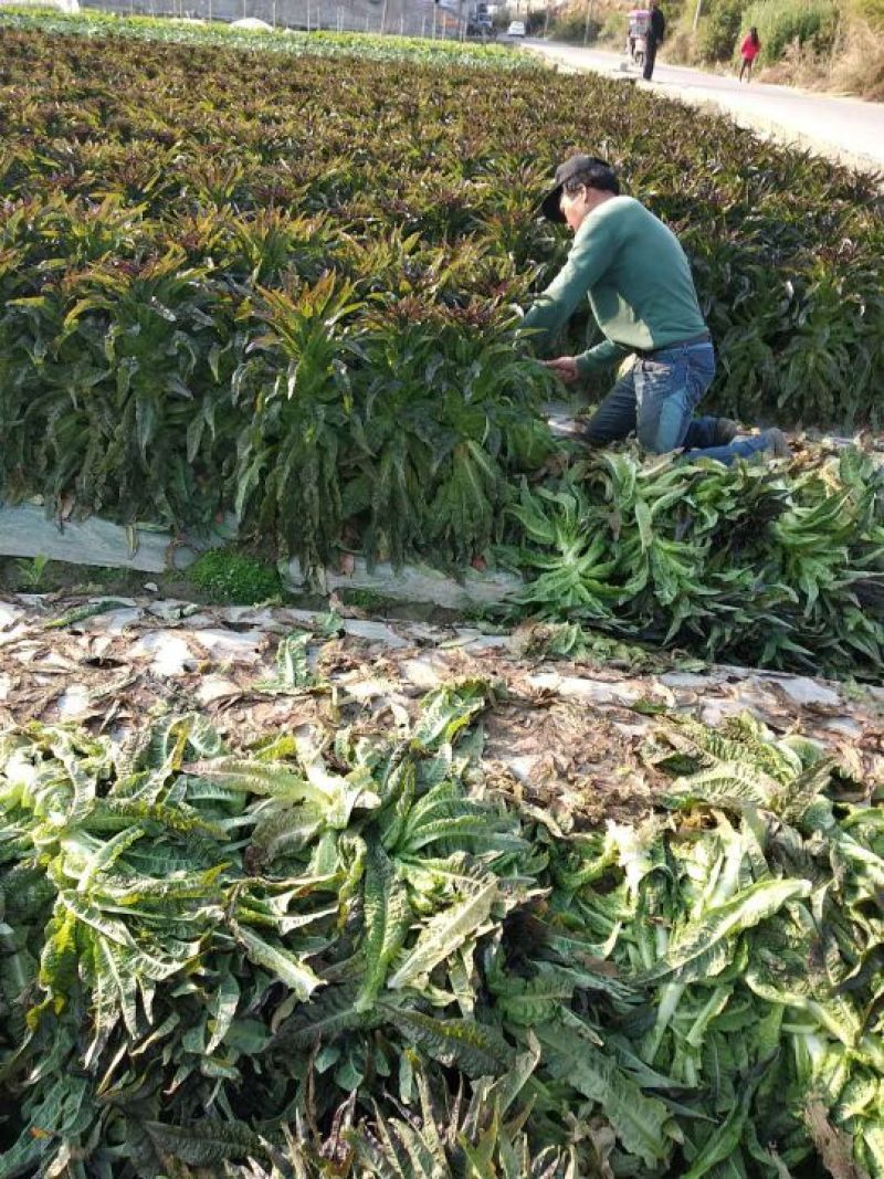 紫叶莴苣50-60cm品质佳卖相好