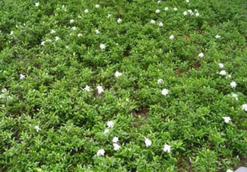 栀子花2~4cm18~20cm0.5~1米