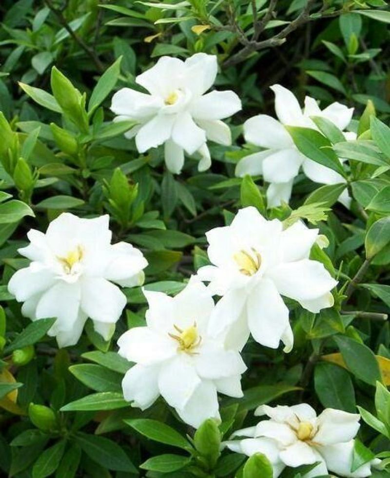 栀子花2~4cm18~20cm0.5~1米