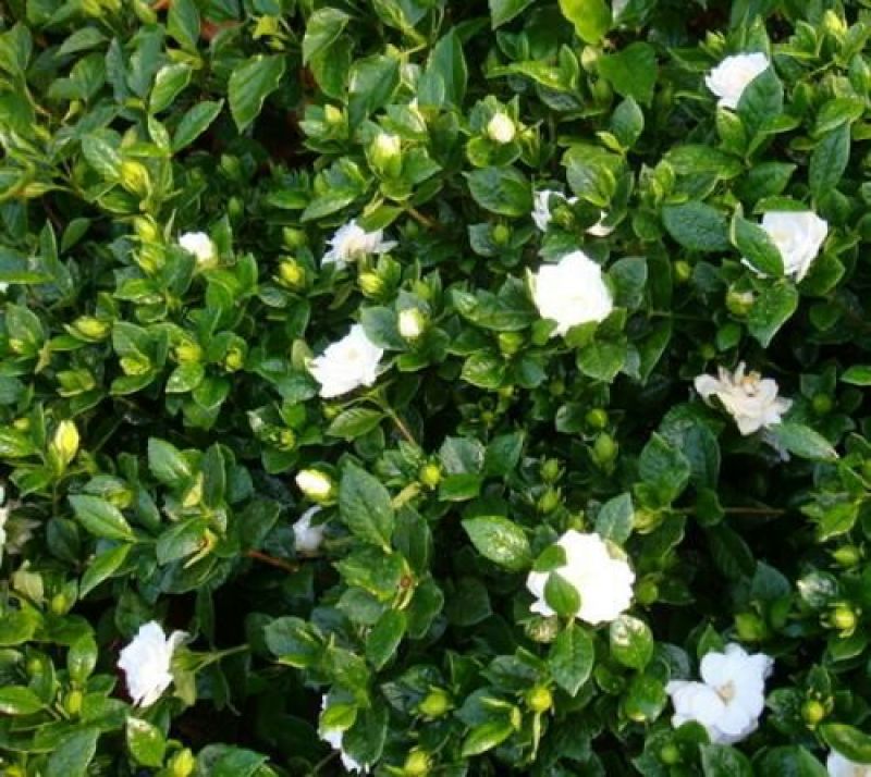 栀子花2~4cm18~20cm0.5~1米