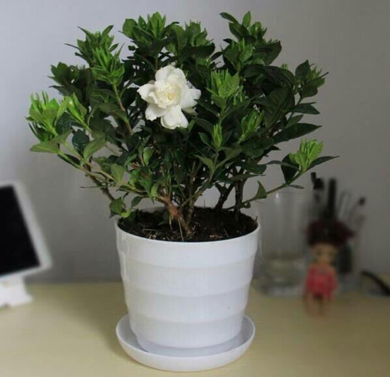 栀子花2~4cm18~20cm0.5~1米