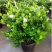栀子花2~4cm18~20cm0.5~1米