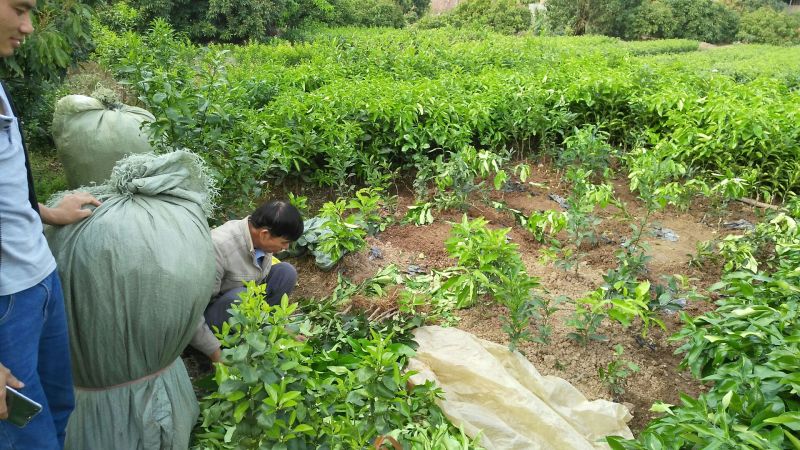 红心蜜柚苗1cm以上0.8~1m