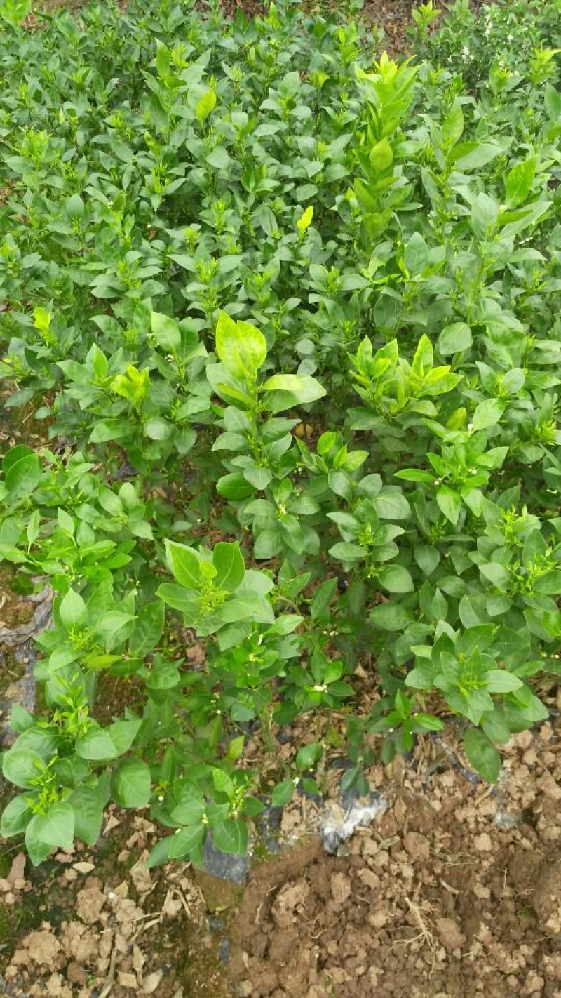皇帝柑苗50~80cm