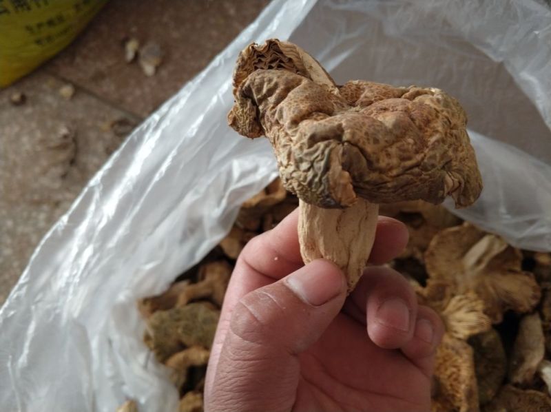 🔥青头菌红菇🔥野生山珍蘑菇楚雄红菇
