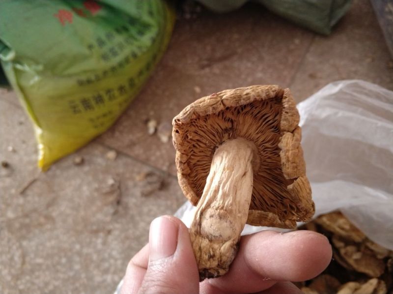 🔥青头菌红菇🔥野生山珍蘑菇楚雄红菇