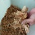 美国红枫芽苗，秋火焰95%以上各种，小苗，种子