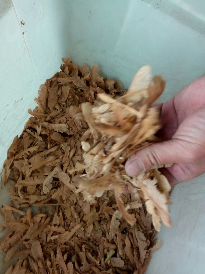 美国红枫芽苗，秋火焰95%以上各种，小苗，种子