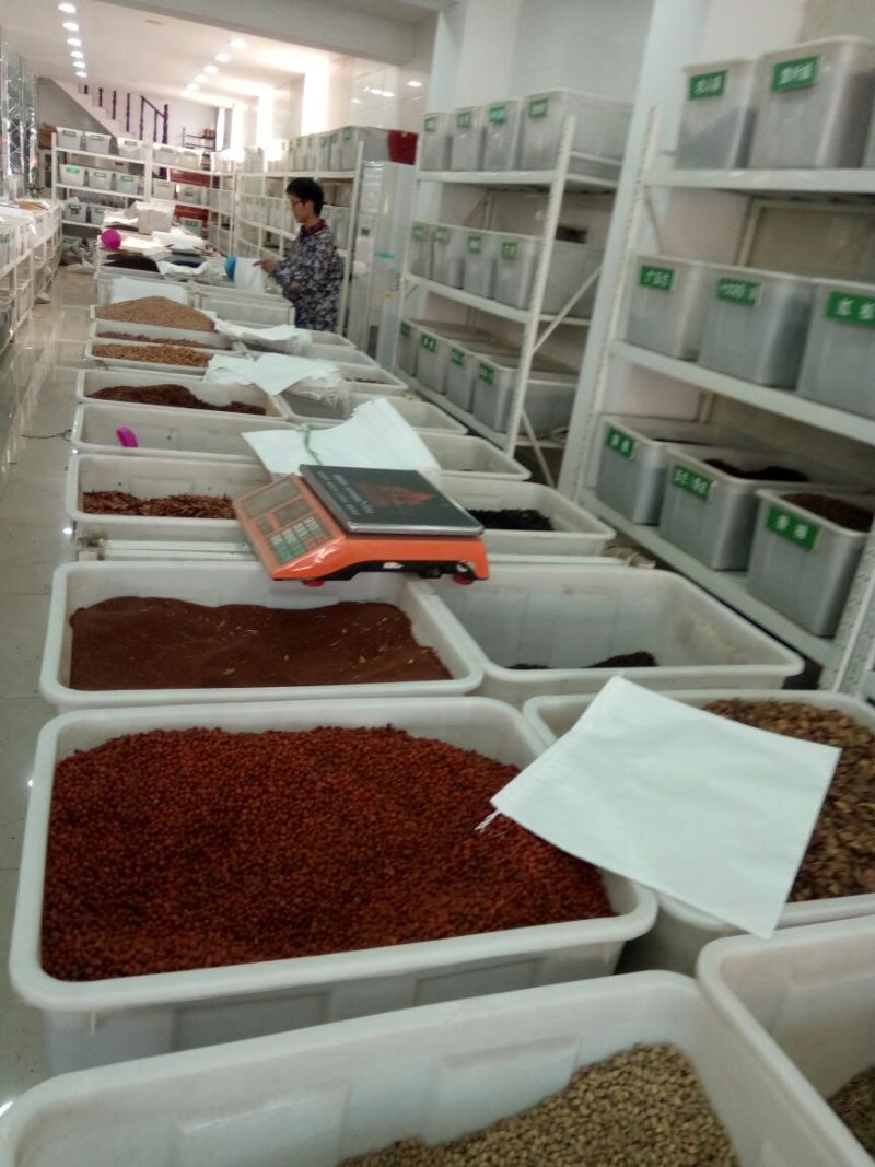 美国红枫芽苗，秋火焰95%以上各种，小苗，种子