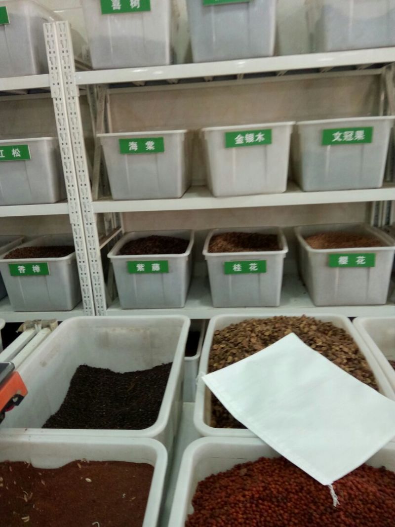 美国红枫芽苗，秋火焰95%以上各种，小苗，种子