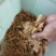 美国红枫芽苗，秋火焰95%以上各种，小苗，种子