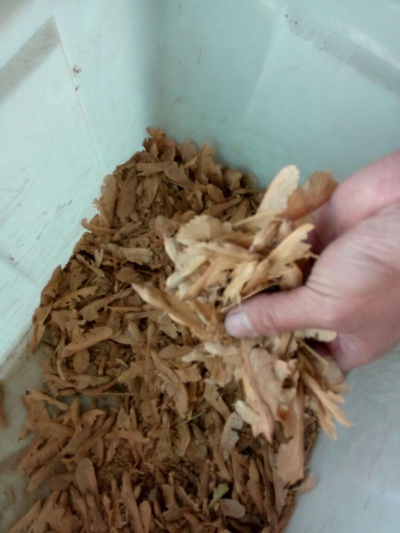 美国红枫芽苗，秋火焰95%以上各种，小苗，种子