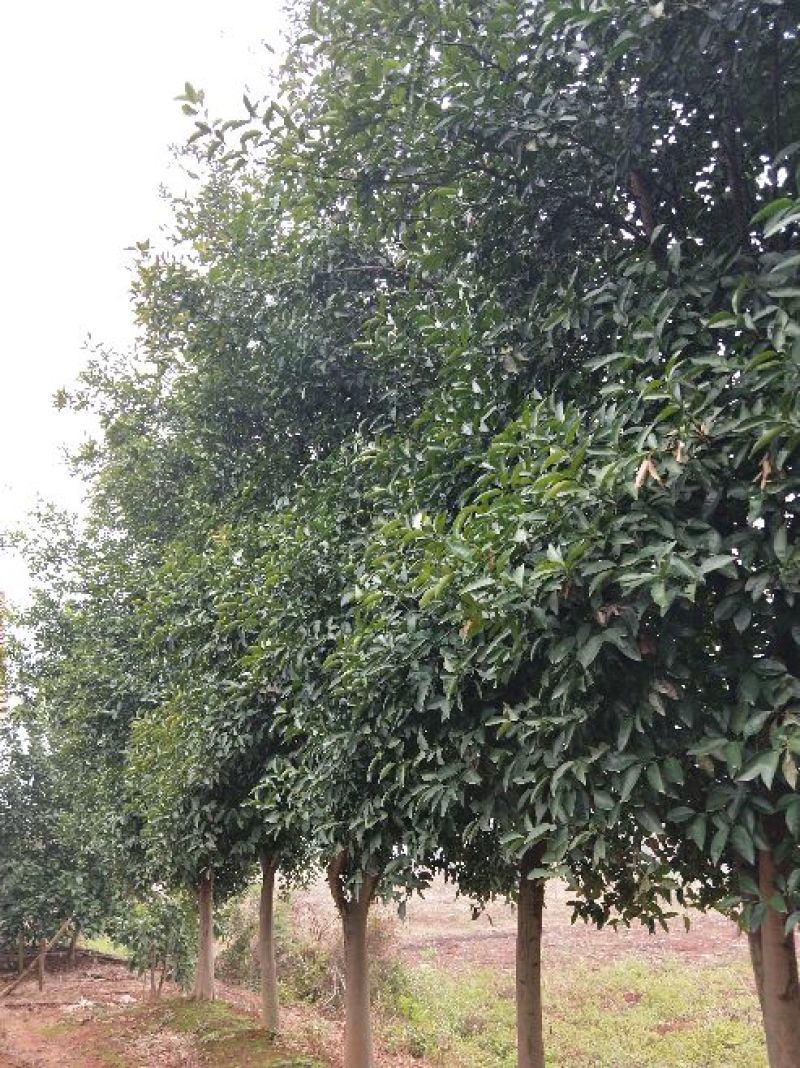 红果香橼树2.5~3m
