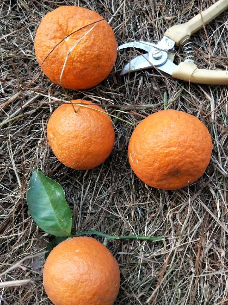红果香橼树2.5~3m