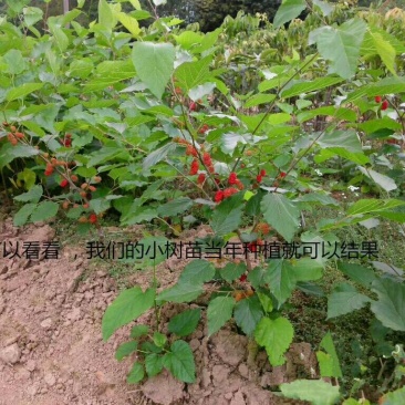 四季果桑苗当年挂果/24小时内发包技术指导/死苗断苗补发