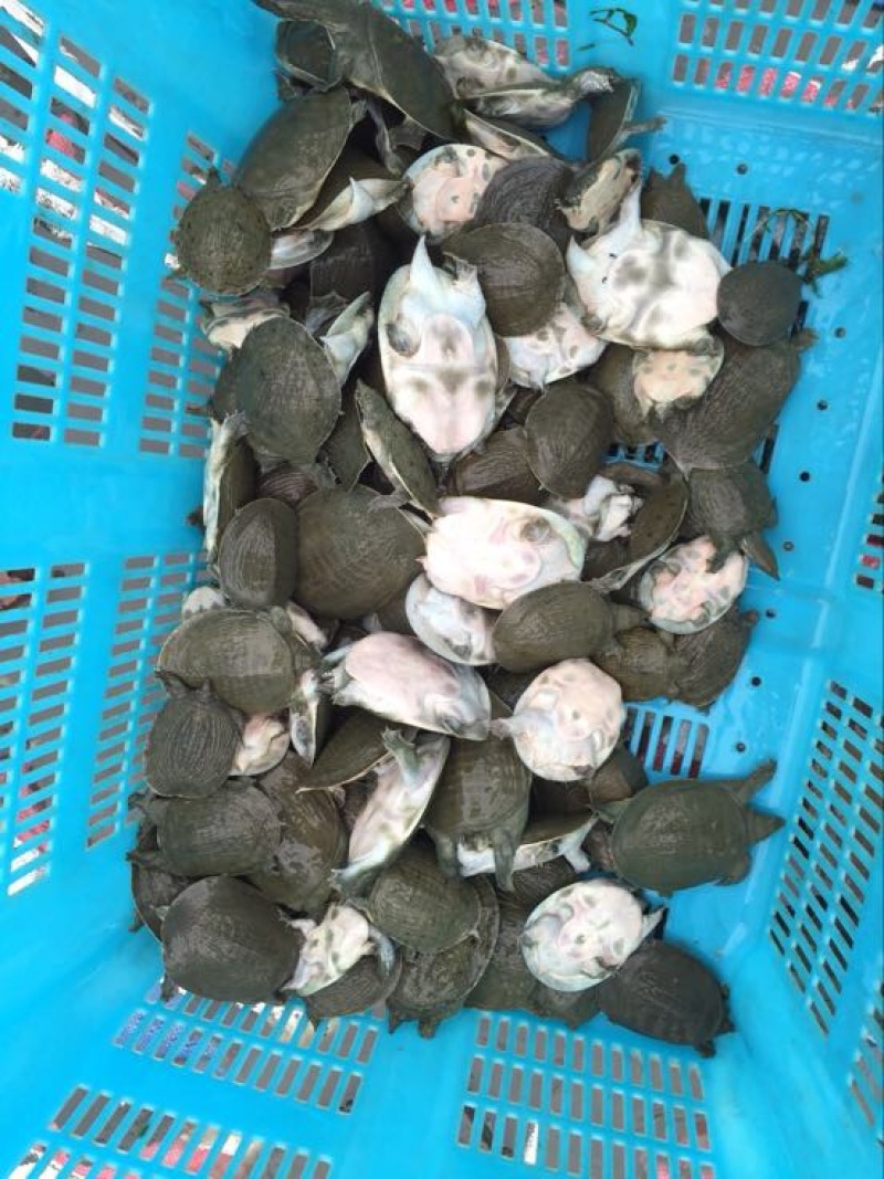 甲鱼苗外塘中华鄨大种苗优质品种