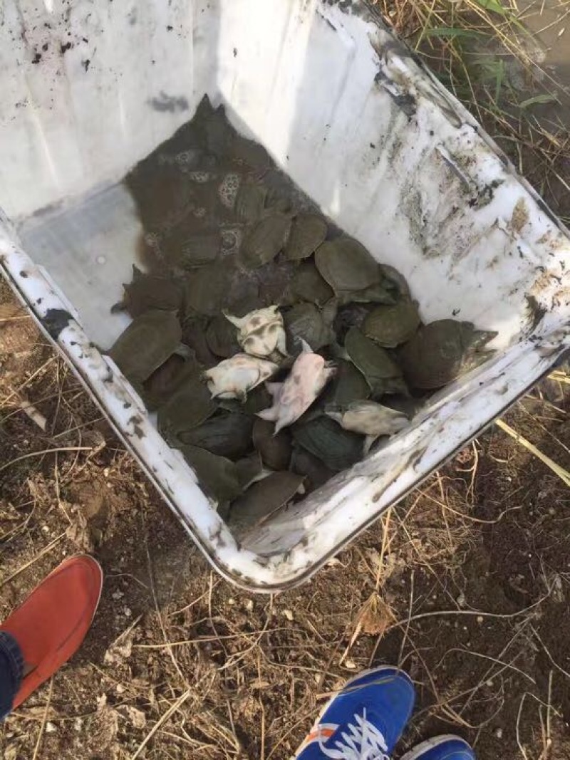 甲鱼苗外塘中华鄨大种苗优质品种
