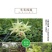 云南铁皮石斛茶铁皮石斛花石斛花茶包邮