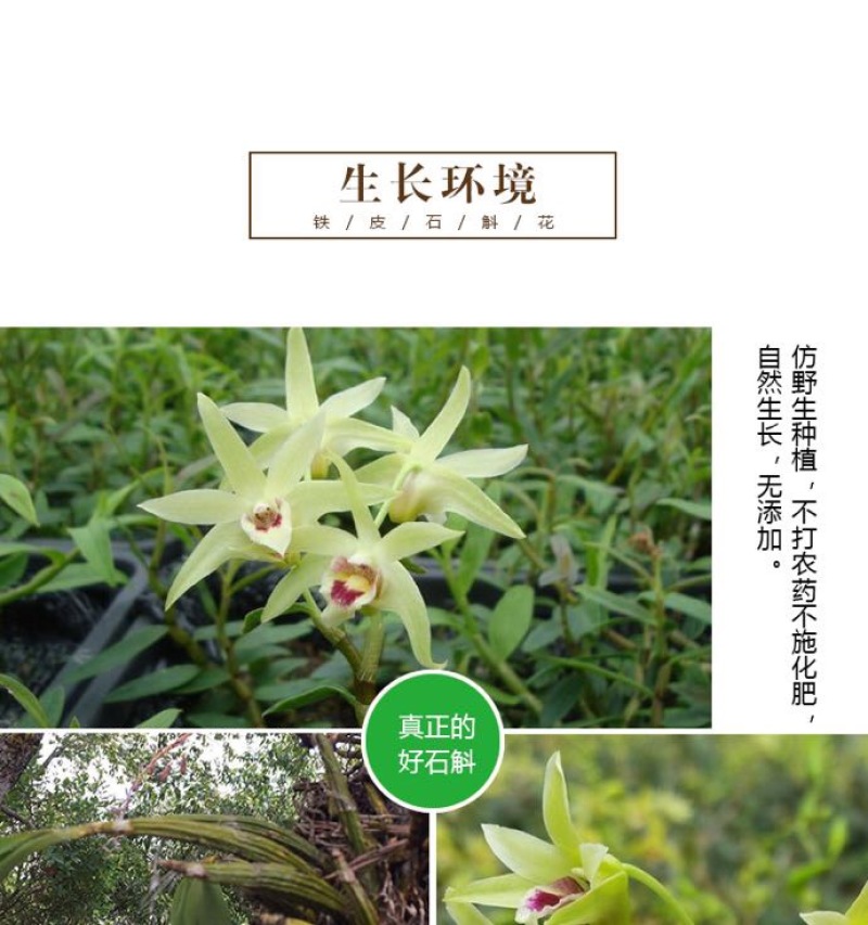 云南铁皮石斛茶铁皮石斛花石斛花茶包邮