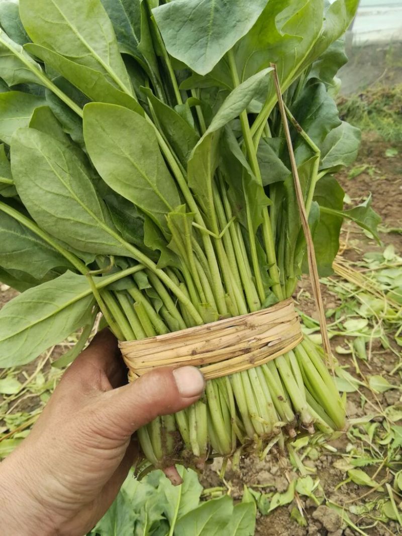 河北精品大叶菠菜，25~30厘米，万亩蔬菜基地直供。