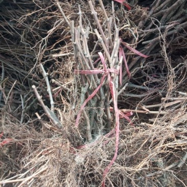 葡萄苗5年50~80cm