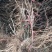 葡萄苗5年50~80cm
