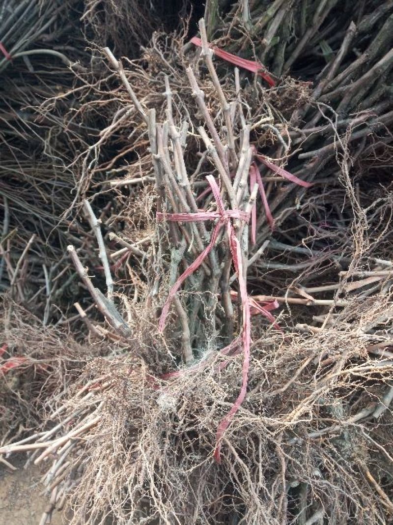 葡萄苗5年50~80cm