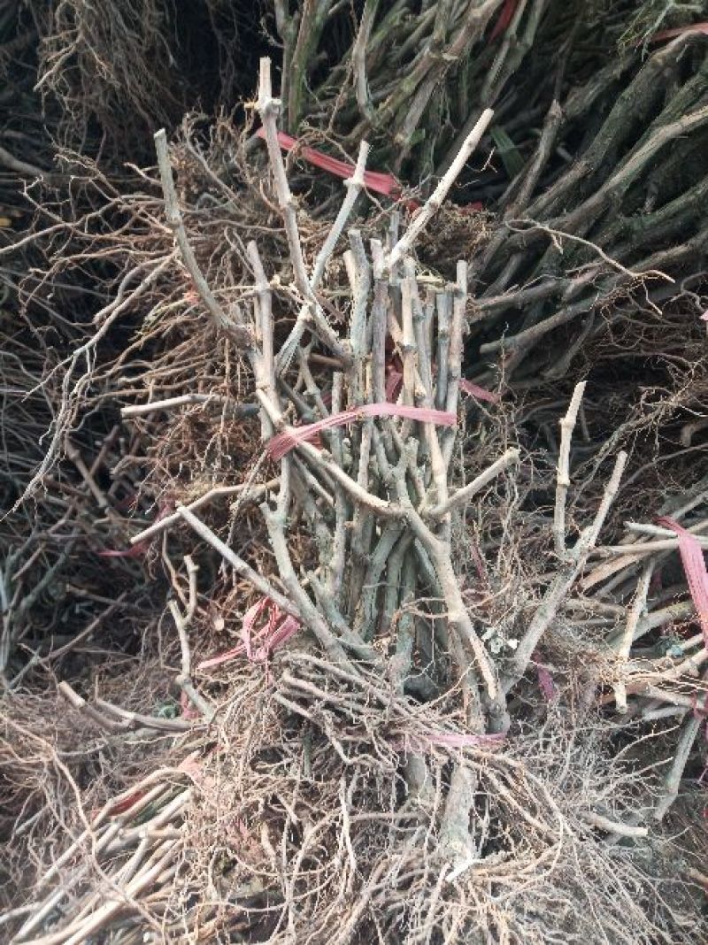 葡萄苗5年50~80cm