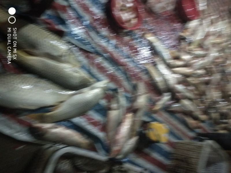 池鲤鱼食用0.5~1公斤