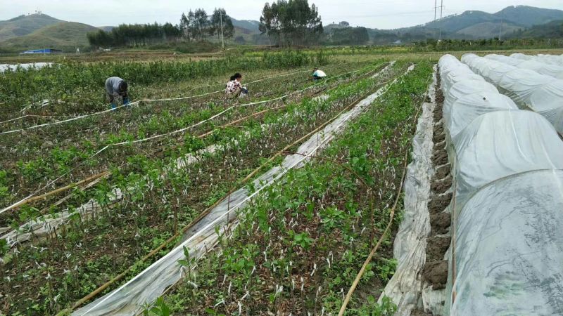 广西沃柑苗091无核沃柑（包邮正品嫁接苗当年结果)