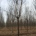 白蜡树苗圃大量现货供应:各规格白蜡、老式、速生、