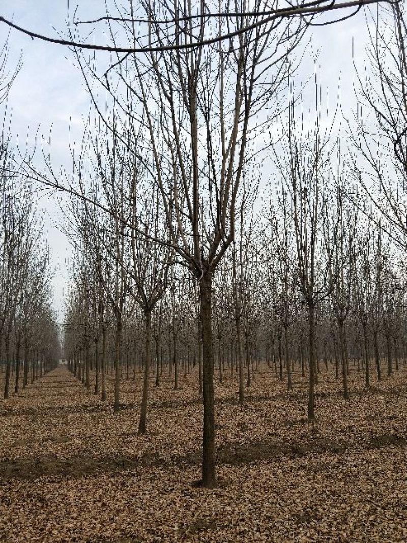 白蜡树苗圃大量现货供应:各规格白蜡、老式、速生、