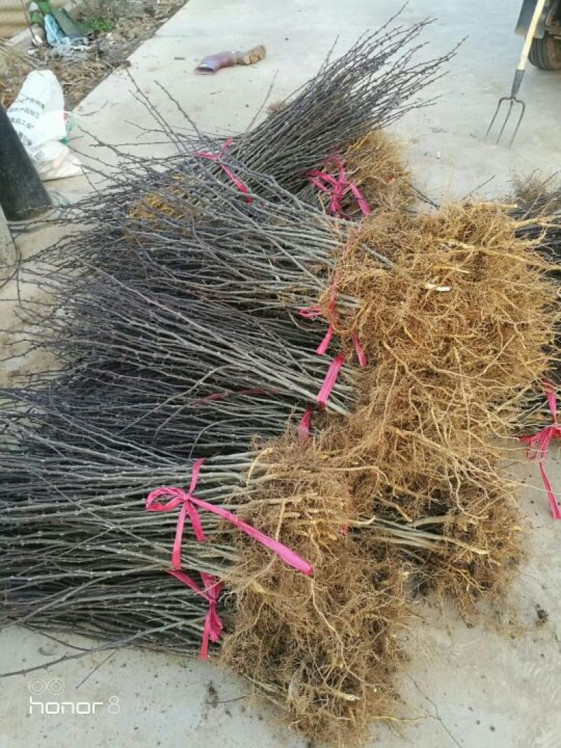 花椒苗，大红袍，狮子头，七叶青花椒0.5~2年