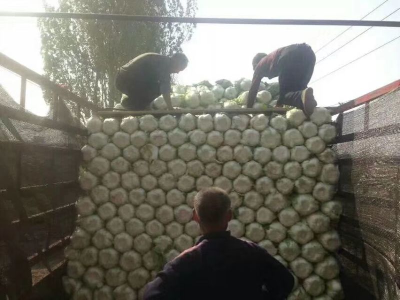 黄心白菜4~6斤净菜大量上市了，欢迎欢迎热烈欢迎