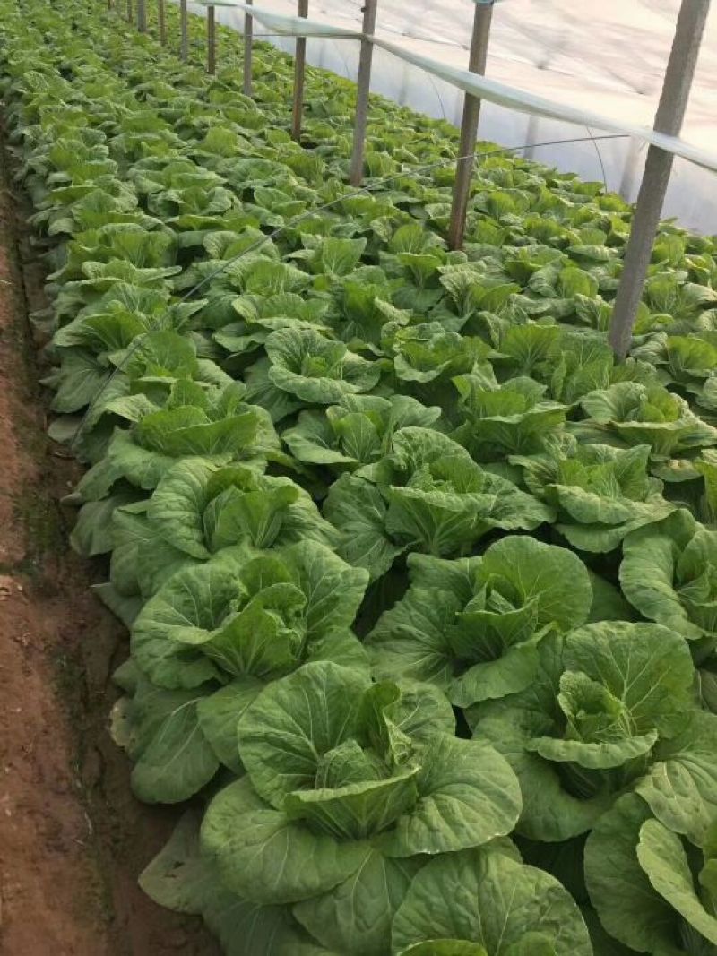 黄心白菜4~6斤净菜大量上市了，欢迎欢迎热烈欢迎