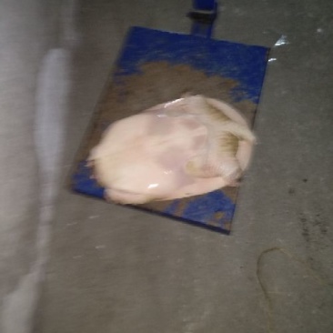 珍珠鳖珍珠鳖苗