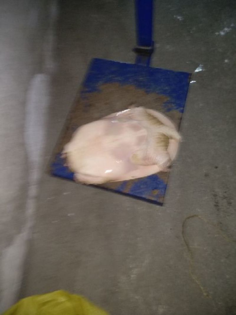 珍珠鳖珍珠鳖苗