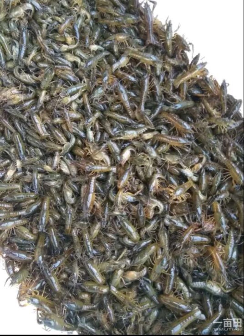龙虾苗人工养殖