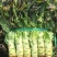 莴苣莴笋都在两斤半以上，精品莴笋，量大从优，50公分左
