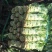 莴苣莴笋都在两斤半以上，精品莴笋，量大从优，50公分左
