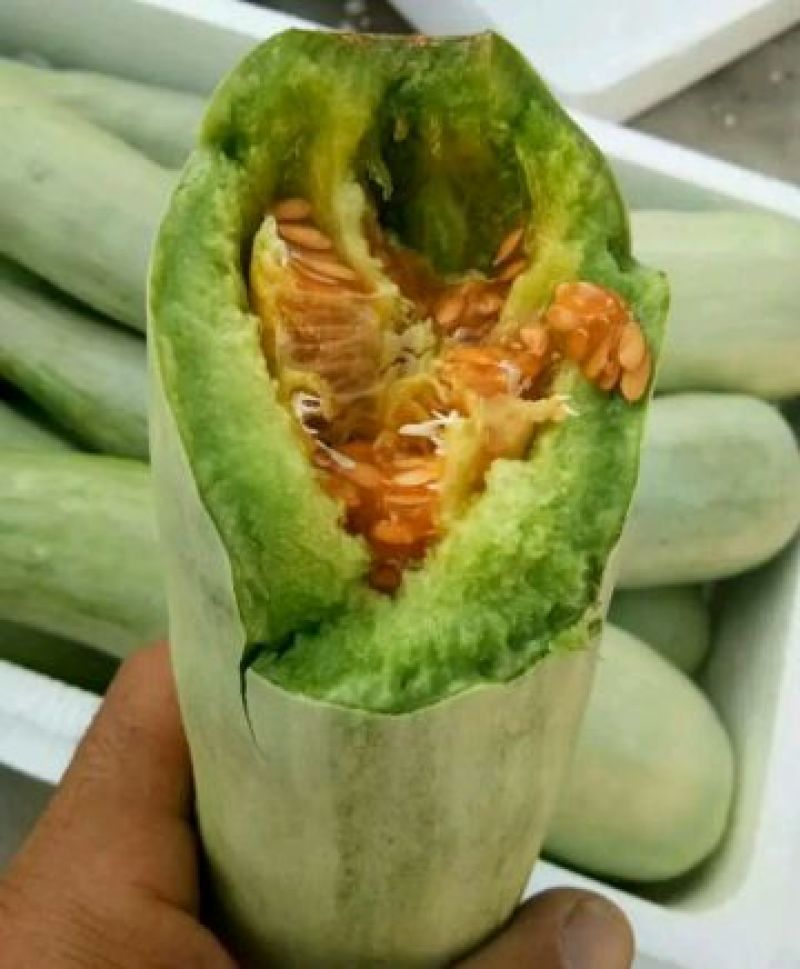 羊角蜜甜瓜0.5斤以上精品