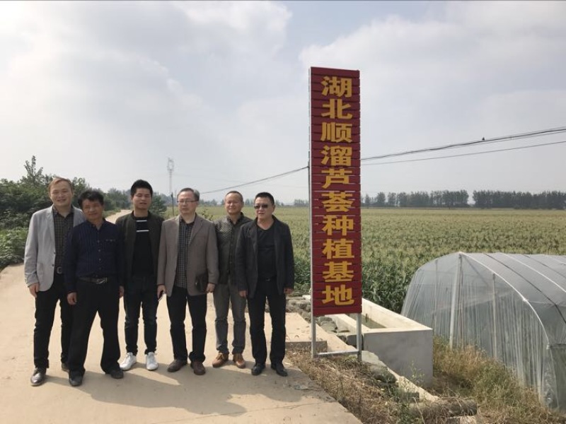 芦荟基地叶片批发零售全国发货美容芦荟批发