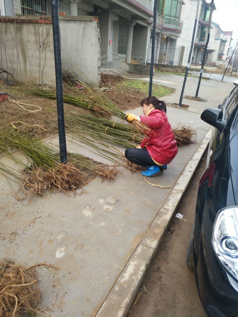 国槐国槐苗国槐小苗国槐树国槐小树国槐小树苗包邮