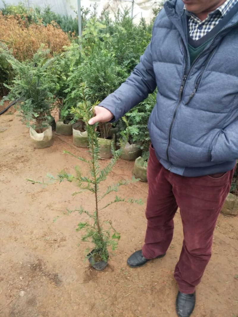 红豆杉红豆杉苗红豆杉树红豆杉树苗红豆杉小苗包邮