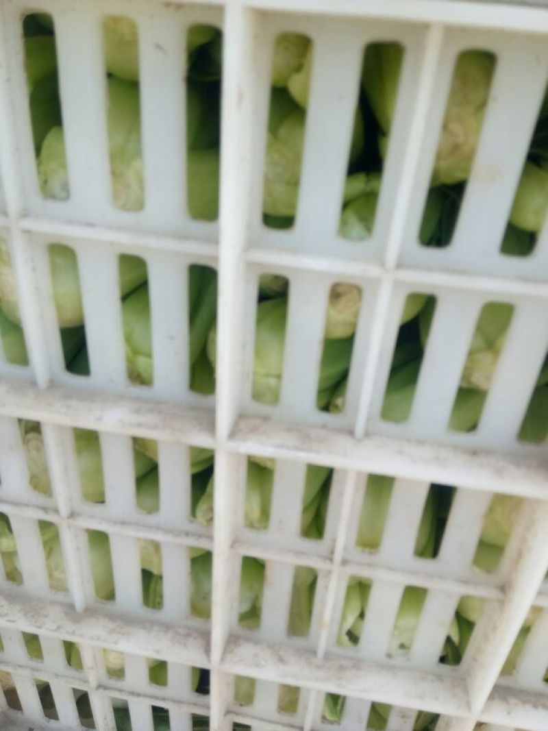 小油菜1两以上保证质量货源充足永不断货