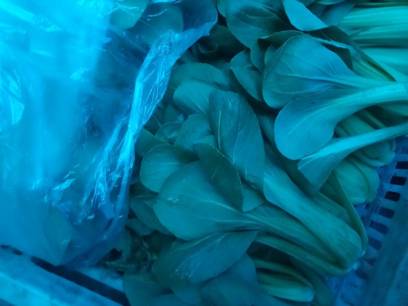 小油菜1两以上保证质量货源充足永不断货